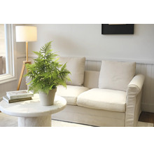 Dekorative Zimmerpflanze auf einem Marmortisch vor einem Sofa und einer Stehlampe