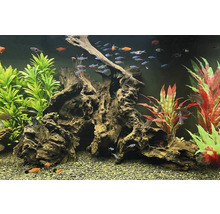 Aquarium mit Fischen, Pflanzen und Holzwurzeln