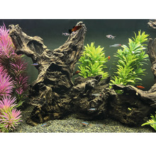 Aquarium mit Wurzelholzdekoration, Pflanzen und Fischen