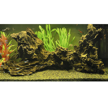 Aquarium mit Wurzelholz, Pflanzen und Fischen