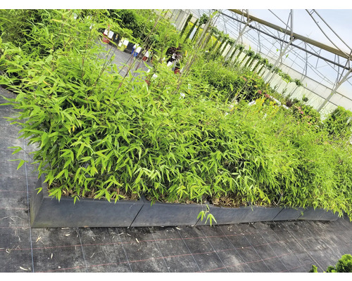 Bambuspflanzen in einem Beet im Gewächshaus.