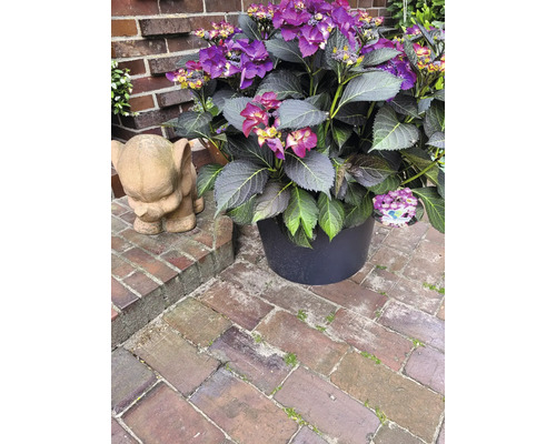 Hortensie mit violetten Blüten in einem Topf neben einer Elefantenstatue