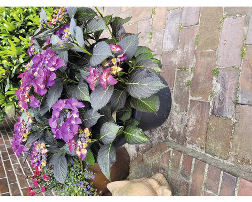 Hortensie mit violetten Blüten im Pflanztopf
