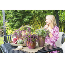 Tischdekoration im Garten mit Erika Pflanzen in Töpfen, Kerze und Kürbissen