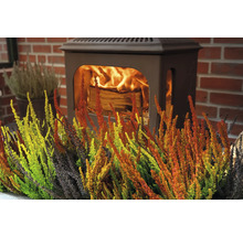 Dekorative Heidepflanzen vor einem Kaminofen.