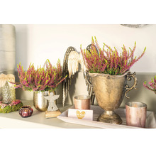 Dekorative Heidekraut-Arrangements in goldenen Pflanzgefäßen, ergänzt durch Engelsflügel und Kerzen