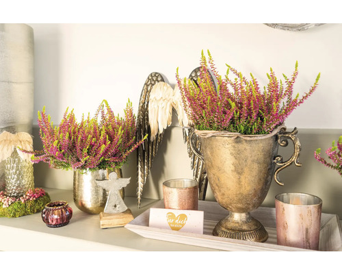 Besenheide FloraSelf Calluna vulgaris Gardengirls® 'Golden Angie' Ø 11 cm Topf Dekorative Heidekraut-Arrangements in goldenen Pflanzgefäßen, ergänzt durch Engelsflügel und Kerzen