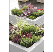 Bepflanzte, erhöhte Gartenbeete mit Herbstblumen und Ziergräsern