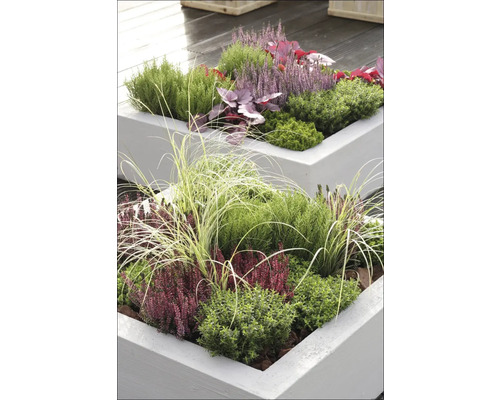 Bepflanzte, erhöhte Gartenbeete mit Herbstblumen und Ziergräsern