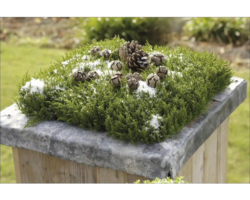 Dekoratives Gesteck mit Grünpflanze, Zapfen und Schnee auf einem Podest