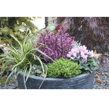 Blumenarrangement im Pflanzgefäß mit verschiedenen Zierpflanzen.