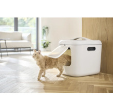 Katze betritt eine geschlossene Katzentoilette in einem hellen Wohnraum.