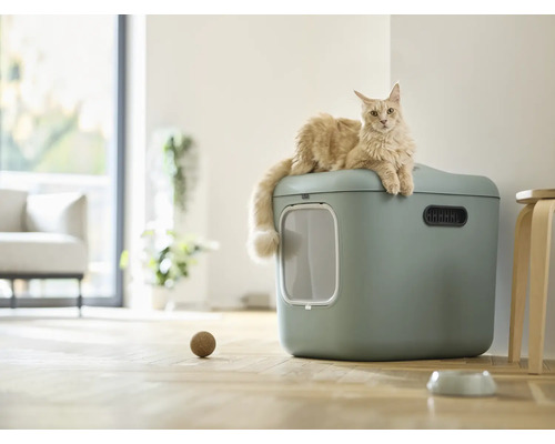 Katze auf Katzentoilette mit Eingangstür und Spielball