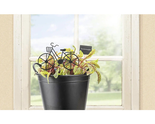 Sauerampfer in schwarzem Topf mit Fahrrad-Dekoration am Fenster