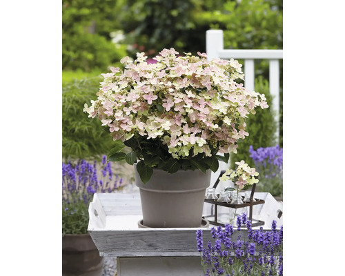 Rispenhortensie im Topf auf Tablett mit Lavendel im Garten