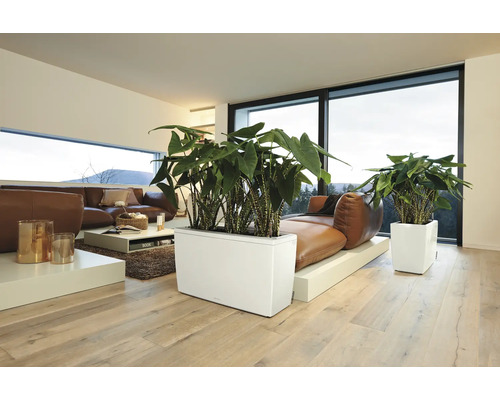 Wohnzimmer mit braunem Sofa, Couchtisch und Pflanzen in weißen Pflanzgefäßen.