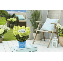 Gartenszene mit blühender Hortensie Bloomulus im Topf auf einem Gartentisch neben einem Gartenstuhl