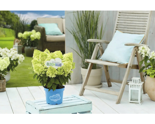 Hortensie BLOOMULUS® -Serie Hydrangea paniculata BLOOMULUS® Co 3 L, versch. Sorten Gartenszene mit blühender Hortensie Bloomulus im Topf auf einem Gartentisch neben einem Gartenstuhl