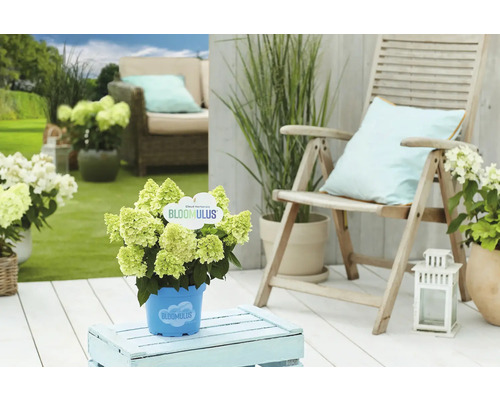 Gartenszene mit Hortensie in blauem Topf, Holzstuhl und Gartenmöbeln