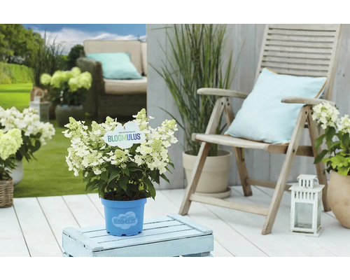 Szene mit Cloud Hortensie im Topf auf einer Terrasse mit Sitzgelegenheiten