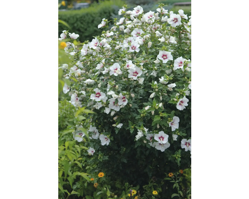Blühender Hibiskusstrauch mit weißen Blüten