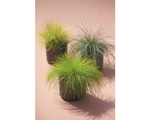 Drei Ziergräser in Töpfen