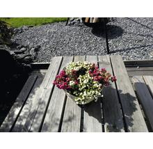 Korb mit weißer und roter Scheinbeere auf Holztisch im Garten