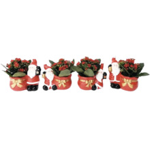 Weihnachtliche Zimmerpflanze in Santa Claus Übertopf