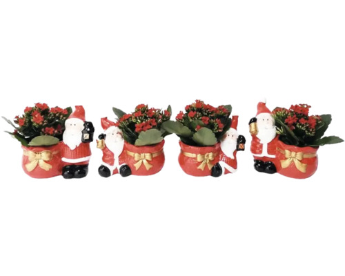 Weihnachtliche Zimmerpflanze in Santa Claus Übertopf