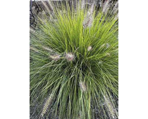 Grasnelke im Garten