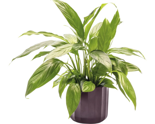 Einblatt Pflanze in einem Topf