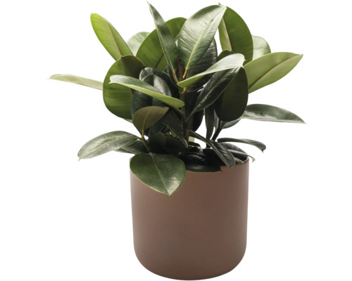 Gummibaum im Topf als Zimmerpflanze