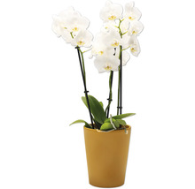 Orchidee mit weißen Blüten im Topf