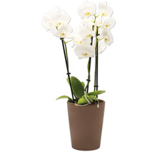 Weiße Orchidee im Topf