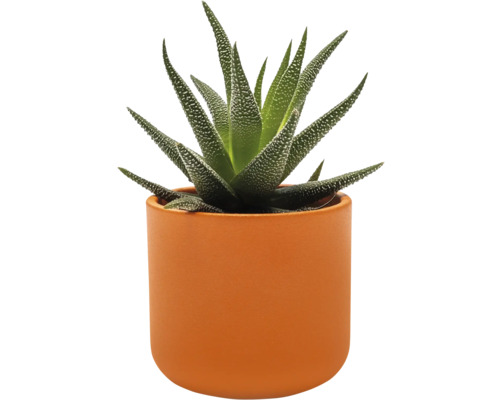 Zebra-Haworthie in einem Pflanztopf