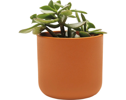 Dickblattpflanze in Keramiktopf