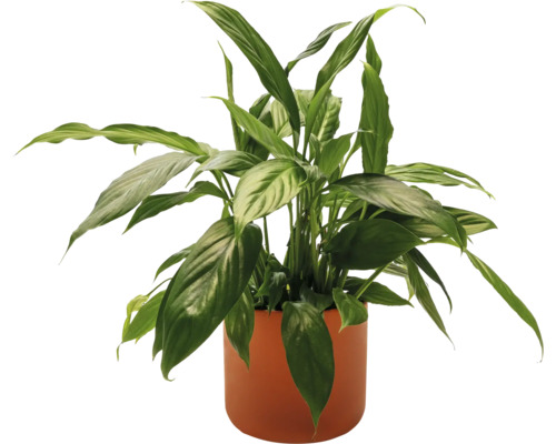 Einblatt Pflanze im Topf