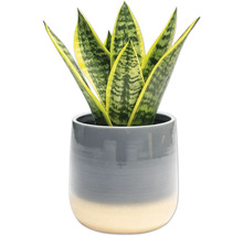 Sansevieria Zimmerpflanze im Topf