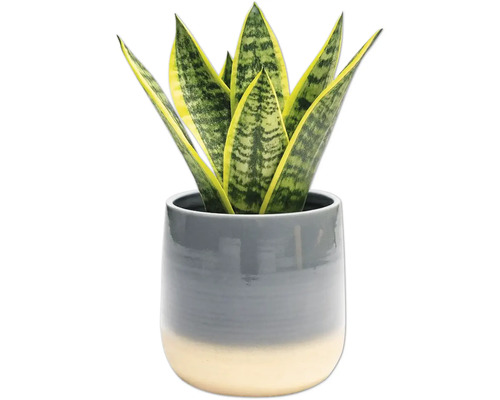 Sansevieria Zimmerpflanze im Topf
