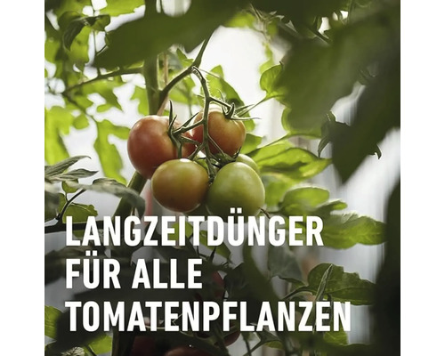 Tomatenpflanze mit reifenden Tomaten, geeignet für Langzeitdünger