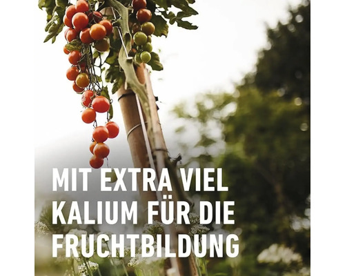 Tomatenpflanze mit reifen und unreifen Tomaten an einem Bambusstab, Text: Mit extra viel Kalium für die Fruchtbildung