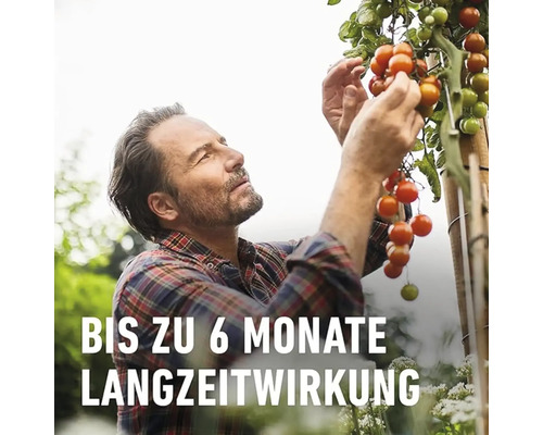 Mann erntet Tomatenpflanze mit dem Hinweis bis zu 6 Monate Langzeitwirkung