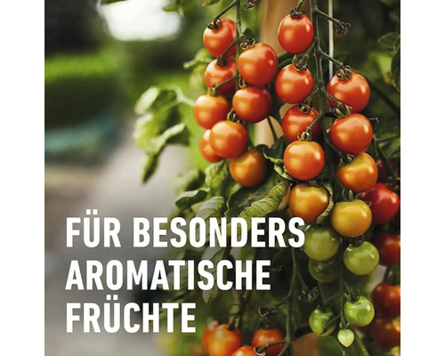 Strauch mit reifen und unreifen Tomaten
