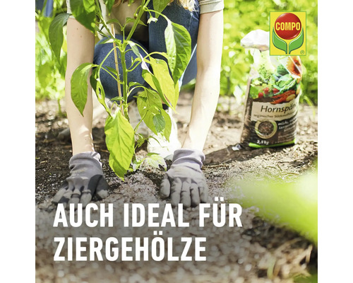 Eine Person pflanzt eine Pflanze mit organischer Hornspäne von Compo im Garten.