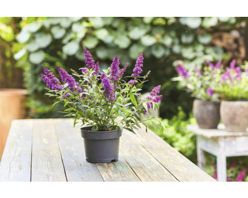 Schmetterlingsflieder im Topf auf einem Holztisch im Garten