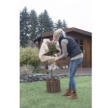 Frau schützt Pflanze mit Pflanzenschutzvlies im Garten vor einem Holzhaus