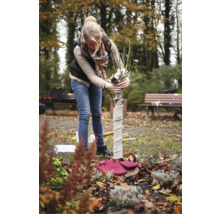 Frau arbeitet im Garten an einem Rosenstamm Winterschutz.