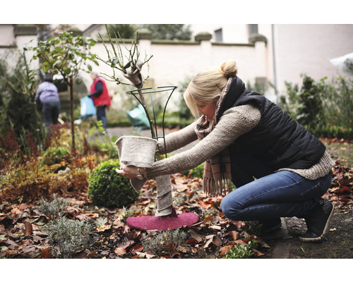 Frau schützt Rose im Garten mit Winterschutz vor Frost