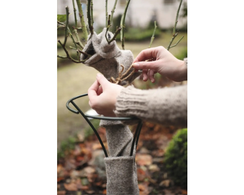 Pflanze mit Winterschutz aus Filz, der mit einer Schnur befestigt wird