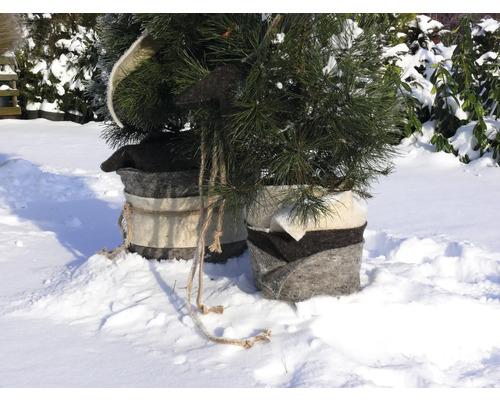 Zwei kleine Nadelbäume in Filzkörben im Schnee.